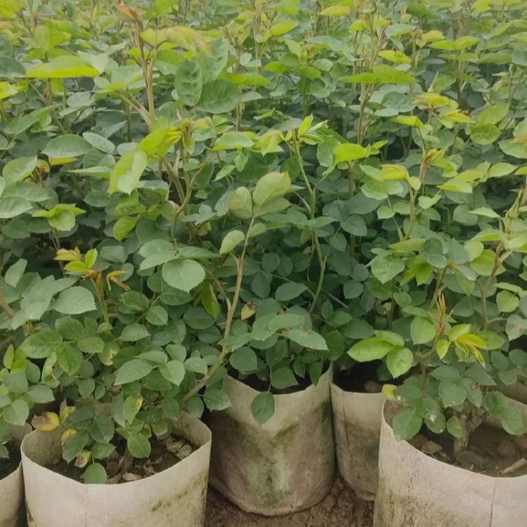 诚品苗圃红帽月季盆栽苗：2cm地径1.2年苗，阳台庭院四季开花