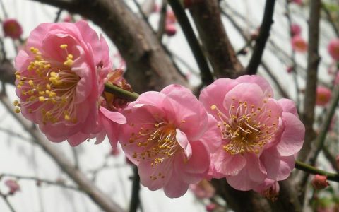 日本龙梅 5cm地径垂枝梅 骨里红庭院绿化观赏树