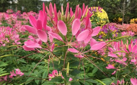 醉蝶花种子：夏季阳台庭院易种活的粉色观赏花卉