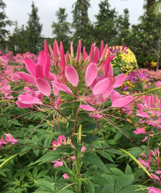 醉蝶花种子：夏季阳台庭院易种活的粉色观赏花卉