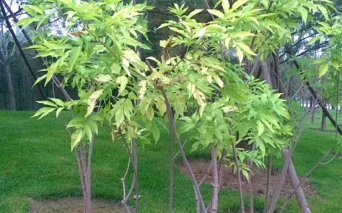 金叶接骨木 8cm地径2.3年树龄耐寒耐旱花境彩叶观赏灌木