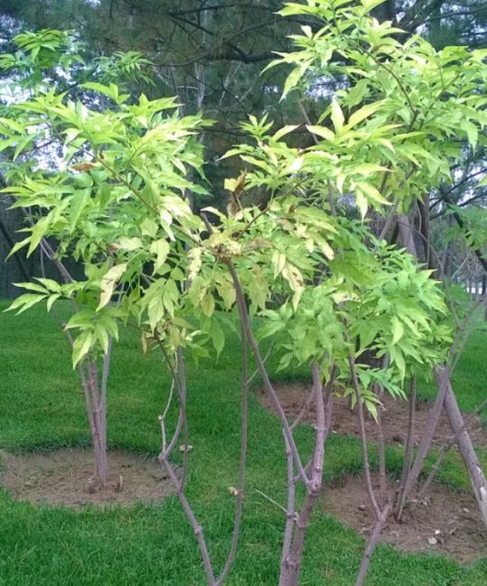 金叶接骨木 8cm地径2.3年树龄耐寒耐旱花境彩叶观赏灌木