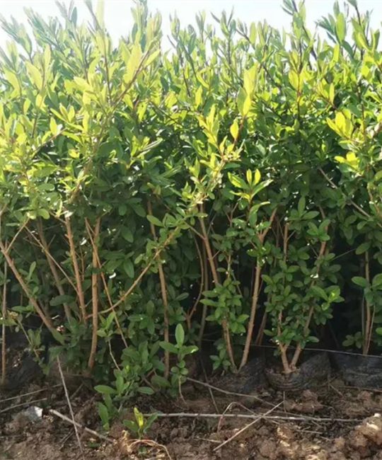 金叶水腊3cm地径常绿观叶灌木，园林绿化工程用苗