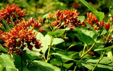 金叶风箱果 3年苗胸径5cm耐寒落叶灌木 园林绿化孤植优选