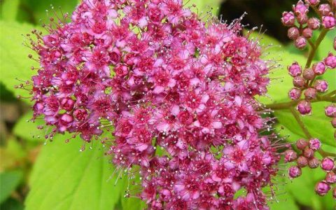 金焰绣线菊5cm地径苗木：春季观花灌木，花境地被优选
