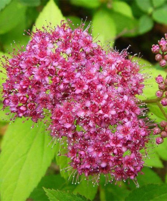 金焰绣线菊5cm地径苗木：春季观花灌木，花境地被优选