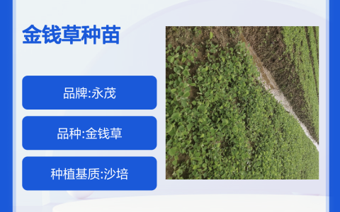金钱草种苗 喜阳耐湿净化空气 高成活率诚品苗圃