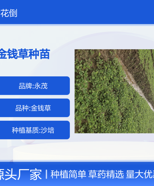 金钱草种苗 喜阳耐湿净化空气 高成活率诚品苗圃