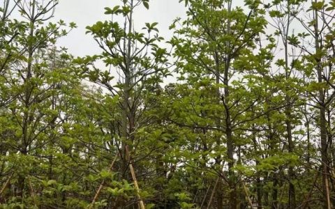 大叶杜英 6米高 22cm地径常绿行道树庭荫树风景树