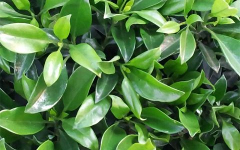 非洲茉莉 11cm地径常绿观花灌木 花坛绿化首选