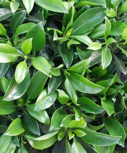 非洲茉莉 11cm地径常绿观花灌木 花坛绿化首选