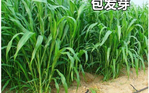 苏丹草种子种植全攻略：高丹王四季高产牧草与景观绿化