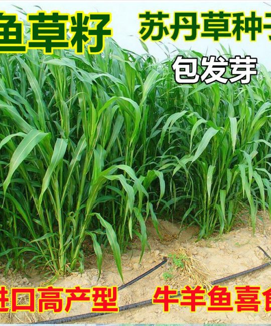 苏丹草种子种植全攻略：高丹王四季高产牧草与景观绿化