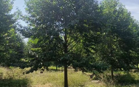 8米丛生香樟 常绿工程绿化乔木 诚品苗圃供应