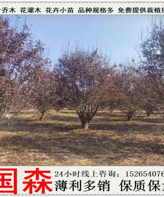 高杆低分支丛生红叶李 7米株高20cm地径太阳李风景树