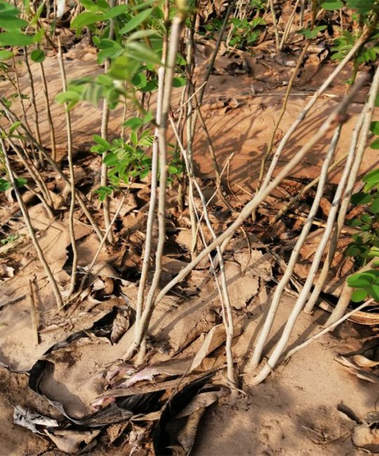 诚品苗圃 80公分高紫穗槐苗 护坡绿化优选小苗