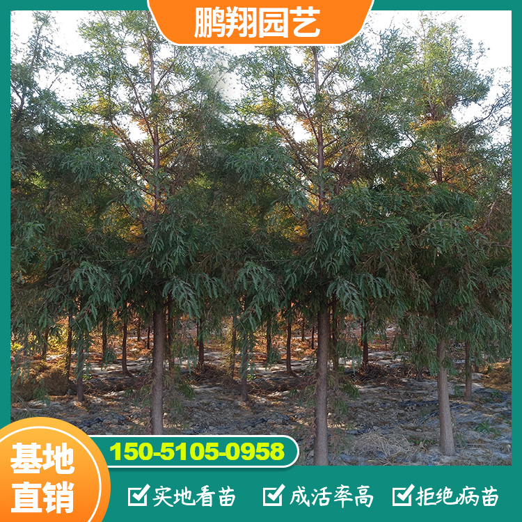 诚品苗圃3米高10cm胸径宝塔型中山杉 湿地绿化防护树