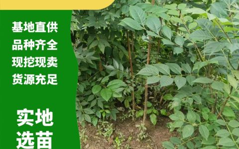 黄柏树苗：诚品苗圃高成活率绿色观叶湿地绿化苗