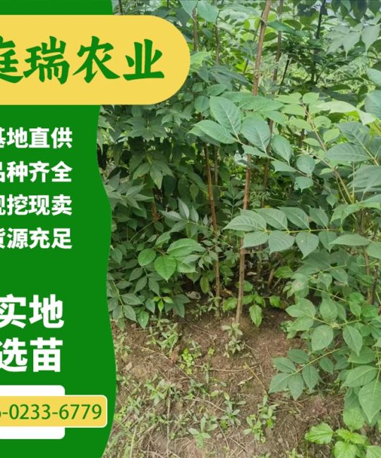 黄柏树苗：诚品苗圃高成活率绿色观叶湿地绿化苗