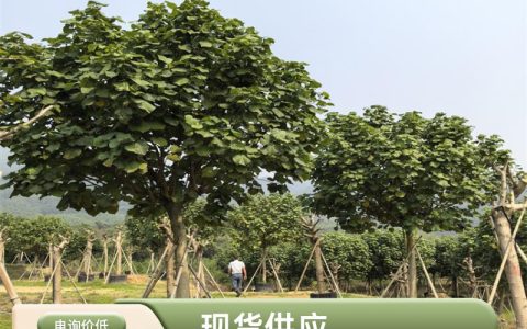黄槿树 6米高常色叶乔木 诚品苗圃现挖现卖