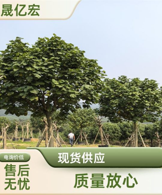 黄槿树 6米高常色叶乔木 诚品苗圃现挖现卖