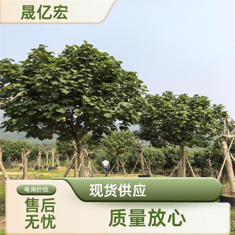 黄槿树 6米高常色叶乔木 诚品苗圃现挖现卖