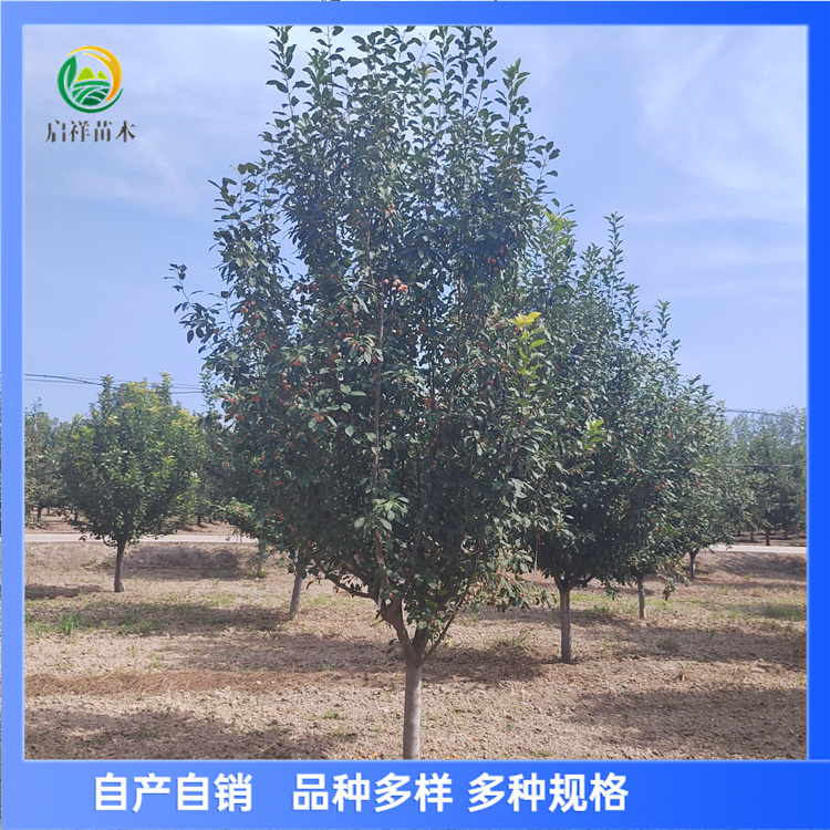 亚当 10-12公分北美海棠 树形美 分支点均匀 花朵鲜艳 3 亚当 10-12公分北美海棠 树形美 分支点均匀 花朵鲜艳
