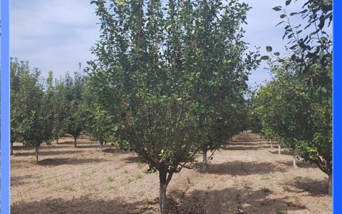 诚品苗圃美国海棠亚当：地径12cm圆柱型树形，花境花坛优质观赏苗木