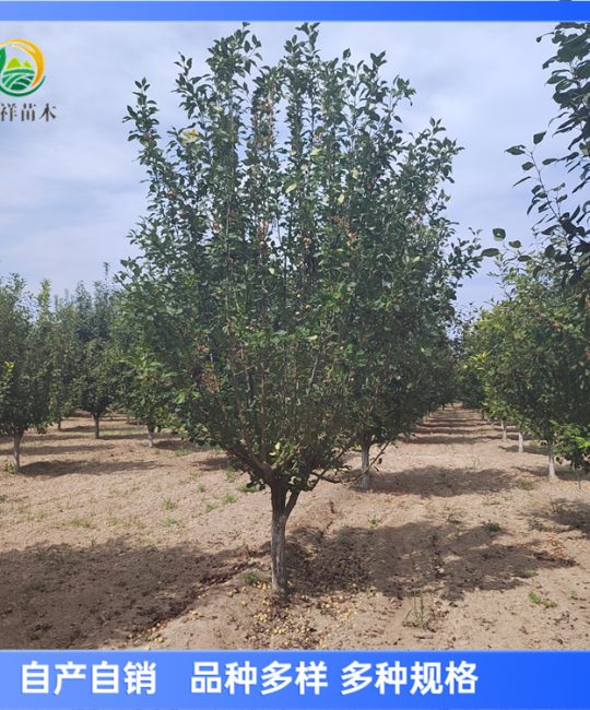 诚品苗圃美国海棠亚当：地径12cm圆柱型树形，花境花坛优质观赏苗木