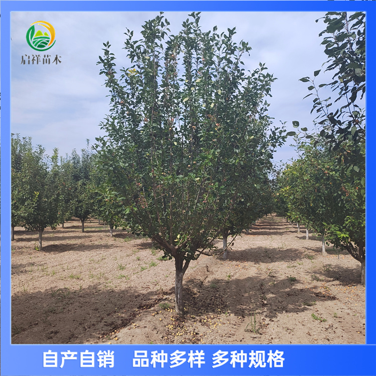 亚当 10-12公分北美海棠 树形美 分支点均匀 花朵鲜艳 亚当 10-12公分北美海棠 树形美 分支点均匀 花朵鲜艳
