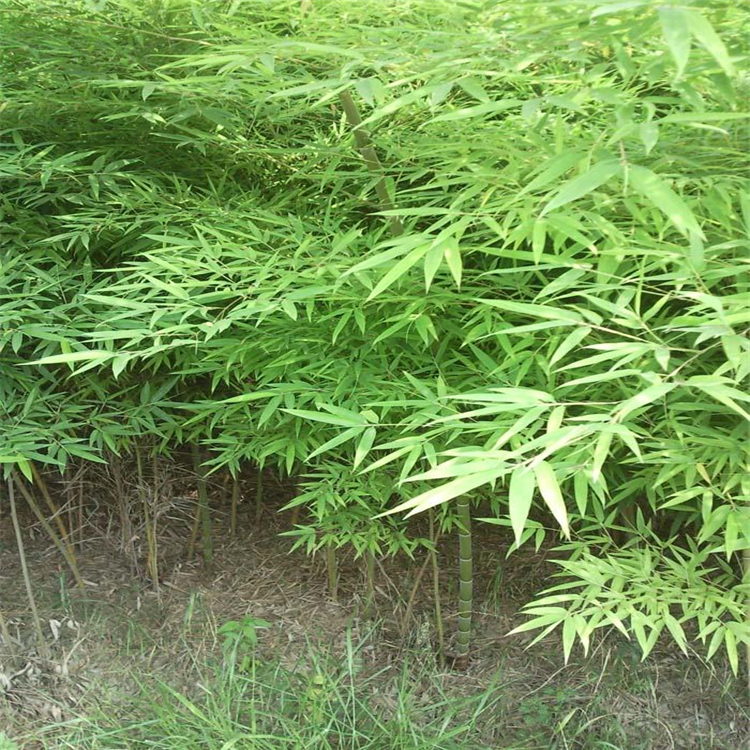 毛竹移植苗批发四季常绿各种规格苗量大 庭院观赏四季青竹 5 毛竹移植苗批发四季常绿各种规格苗量大 庭院观赏四季青竹