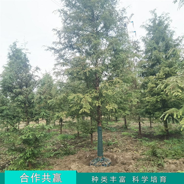 湿地绿化15公分水杉 公园景区绿化用树 树冠宝塔形 5 湿地绿化15公分水杉 公园景区绿化用树 树冠宝塔形