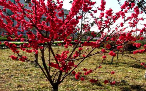 诚品苗圃宫粉梅红梅 | 8cm地径庭院绿化花坛造景首选
