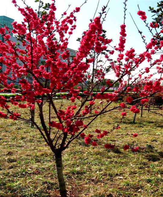 诚品苗圃宫粉梅红梅 | 8cm地径庭院绿化花坛造景首选