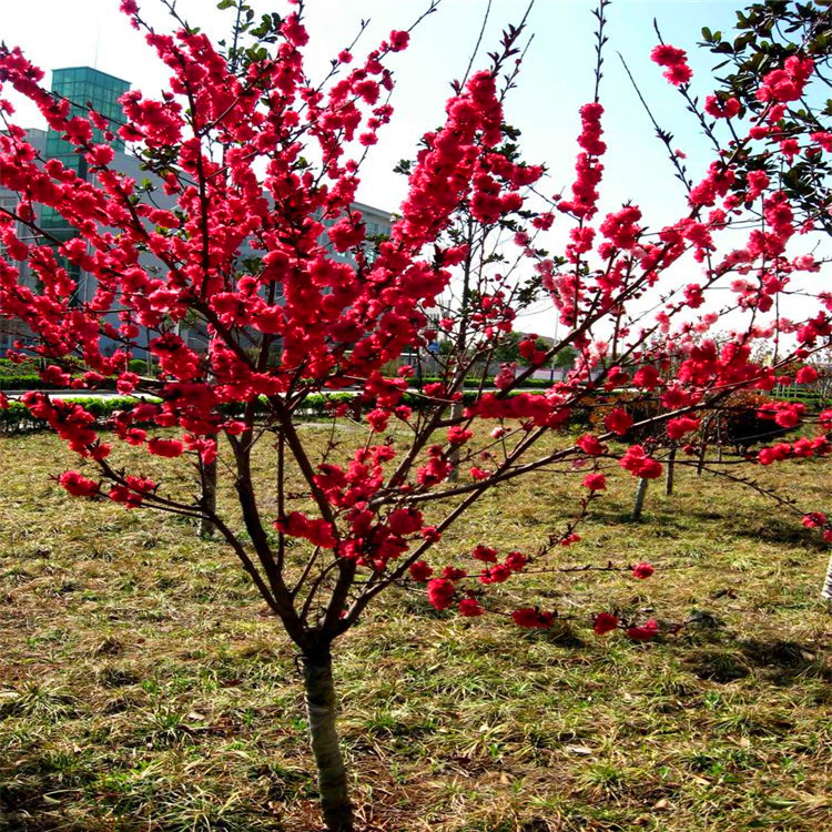 宫粉梅红梅花色鲜艳庭院绿化绿篱公园行道景区造景树种 宫粉梅红梅花色鲜艳庭院绿化绿篱公园行道景区造景树种