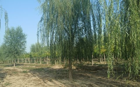 垂柳 20-25公分工程绿化苗木 诚品苗圃