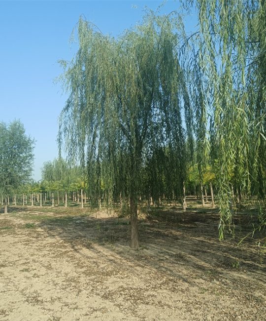 垂柳 20-25公分工程绿化苗木 诚品苗圃