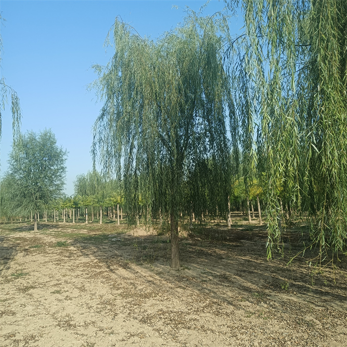 工程绿化 20-25公分垂柳 园林风景街道 实地看苗 现挖现卖 工程绿化 20-25公分垂柳 园林风景街道 实地看苗 现挖现卖