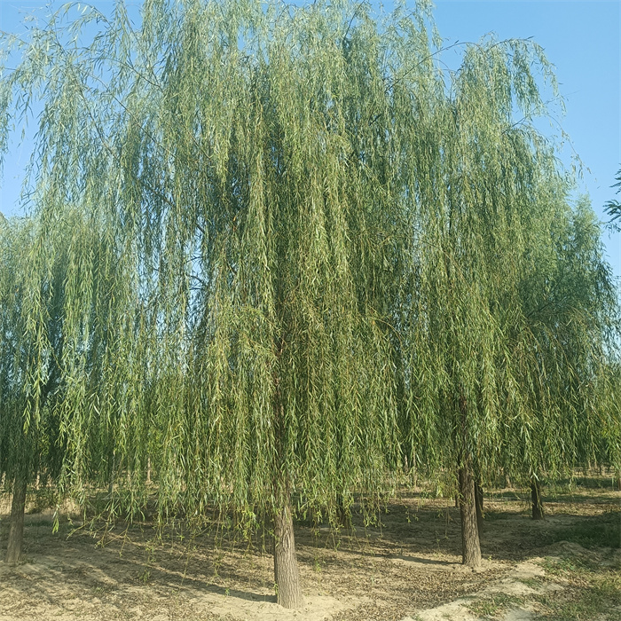 工程绿化 20-25公分垂柳 园林风景街道 实地看苗 现挖现卖 2 工程绿化 20-25公分垂柳 园林风景街道 实地看苗 现挖现卖