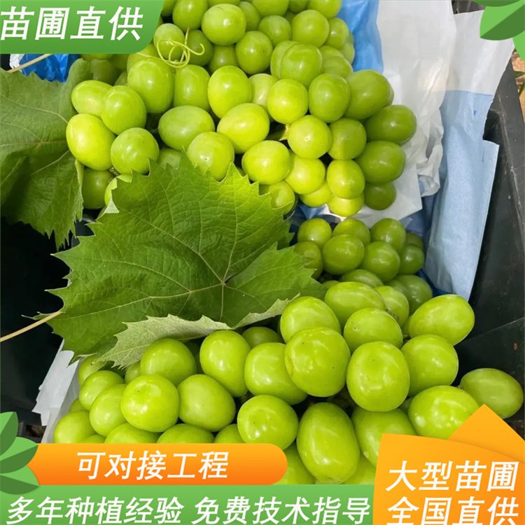 阳光玫瑰葡萄苗 农科院大型育苗基地常年培育 2 阳光玫瑰葡萄苗 农科院大型育苗基地常年培育