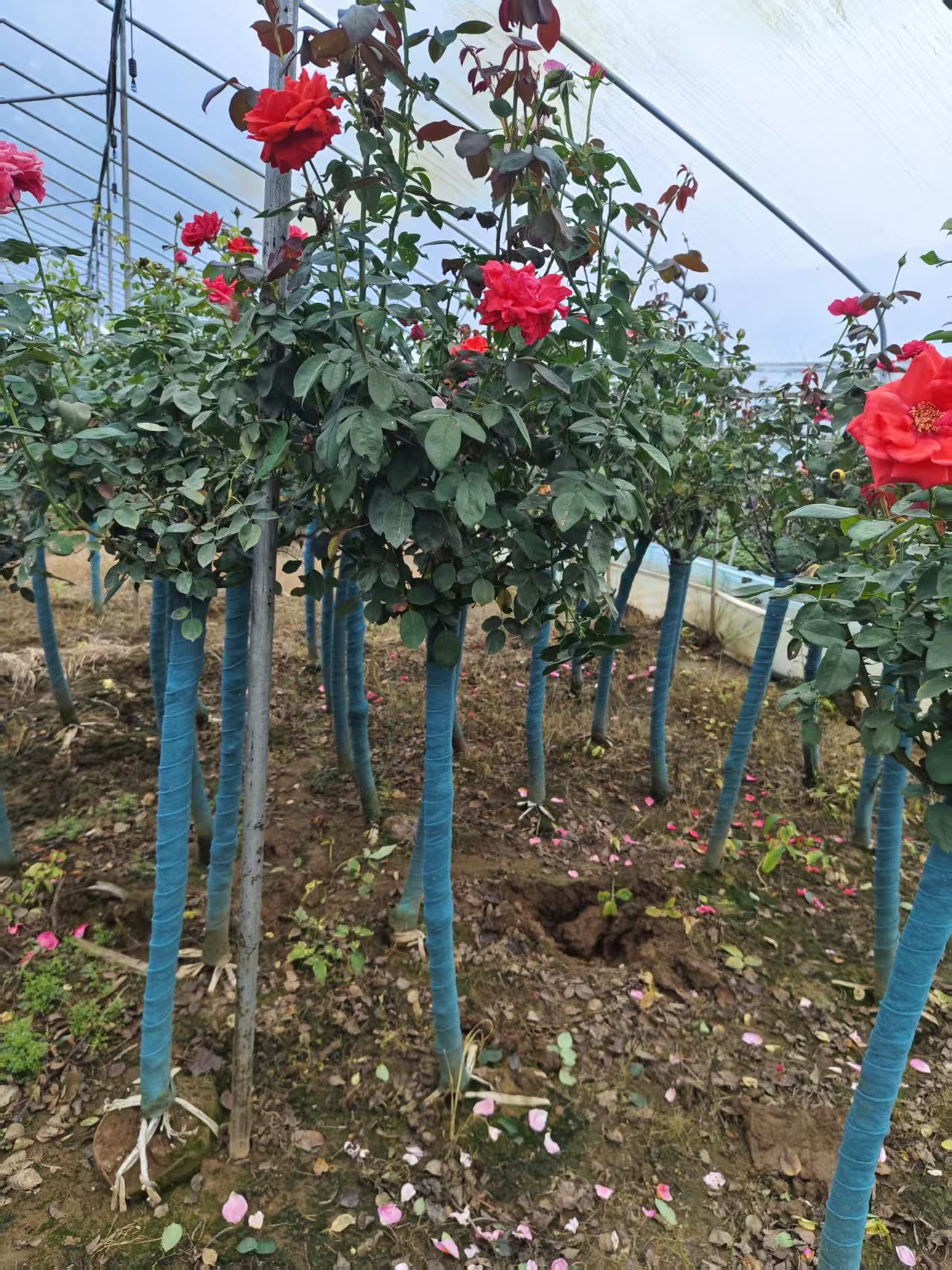 独杆月季花1一2公分 多色系观花植物 中性光照20℃适温 庭院景观优选 2 独杆月季花1一2公分 多色系观花植物 中性光照20℃适温 庭院景观优选
