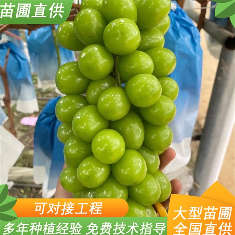 阳光玫瑰葡萄苗 农科院大型育苗基地常年培育 3 阳光玫瑰葡萄苗 农科院大型育苗基地常年培育
