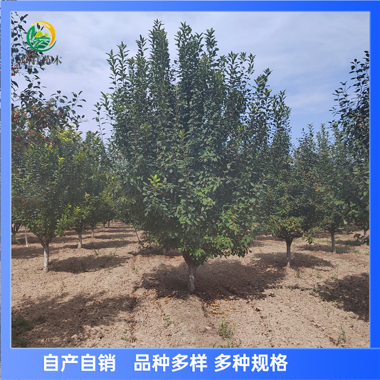 亚当 10-12公分北美海棠 树形美 分支点均匀 花朵鲜艳 2 亚当 10-12公分北美海棠 树形美 分支点均匀 花朵鲜艳