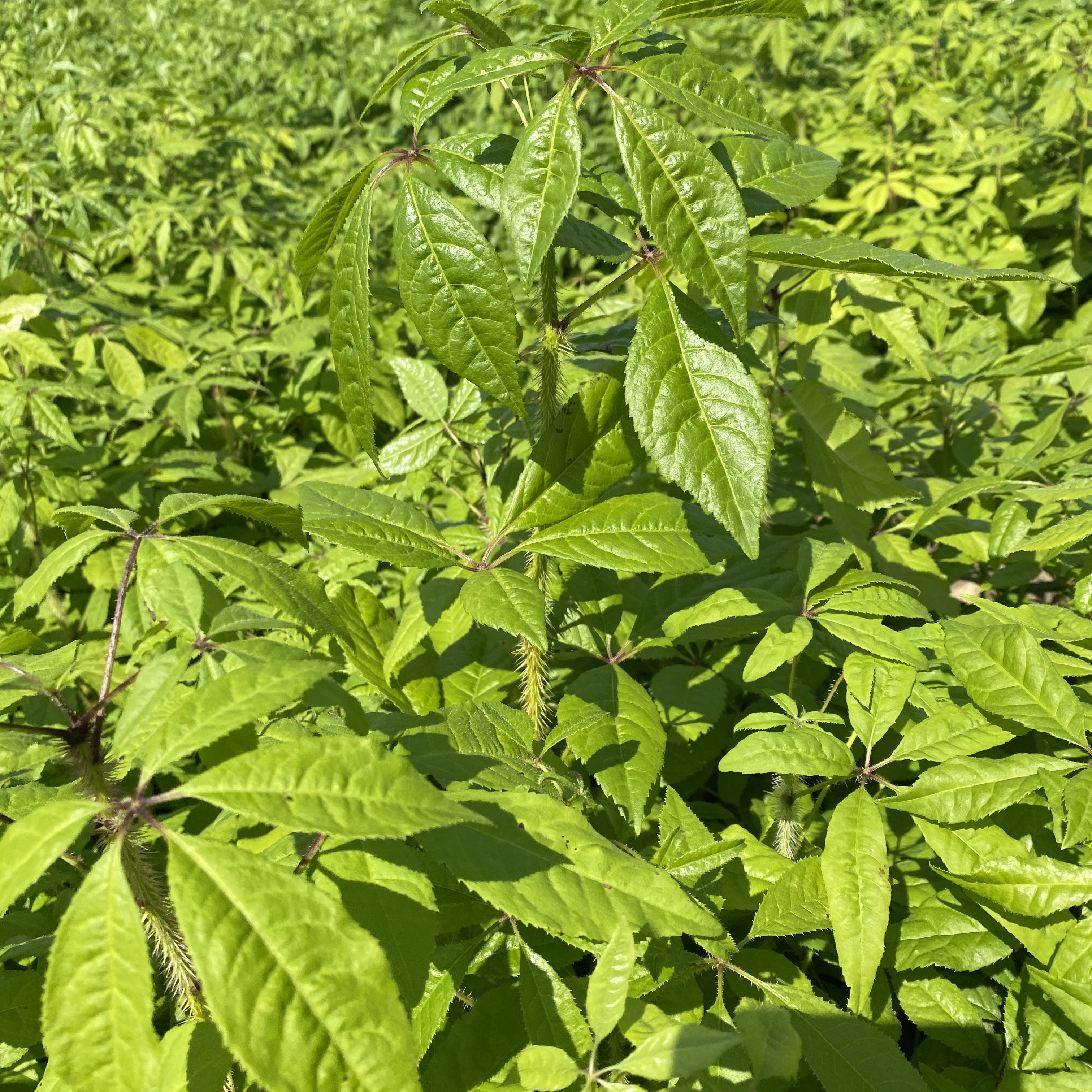 刺五加苗 种植 繁育繁殖育苗播种 百亩基地直发欢迎新老客户订购