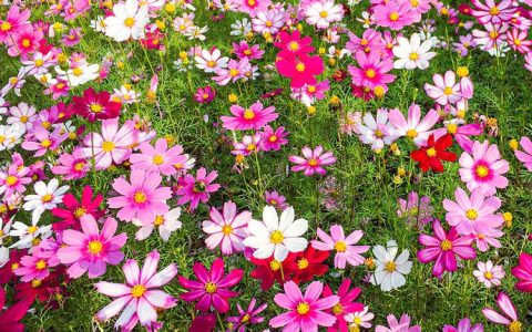 诚品苗圃波斯菊种子：耐干旱花海专用，四季播种90%发芽率