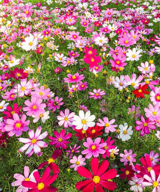 诚品苗圃波斯菊种子：耐干旱花海专用，四季播种90%发芽率