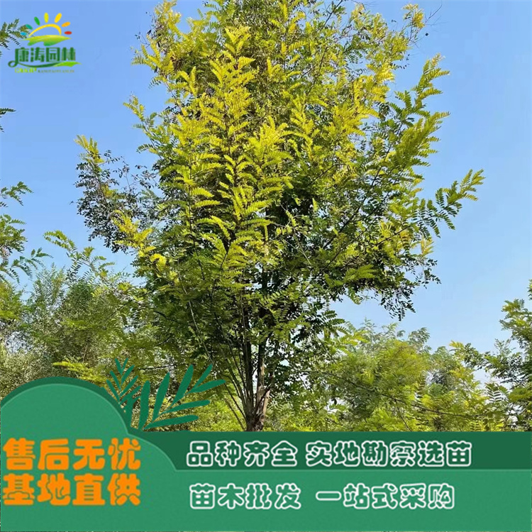 8-15公分刺槐 基地批发造林苗 平头发帽树苗 量大质优