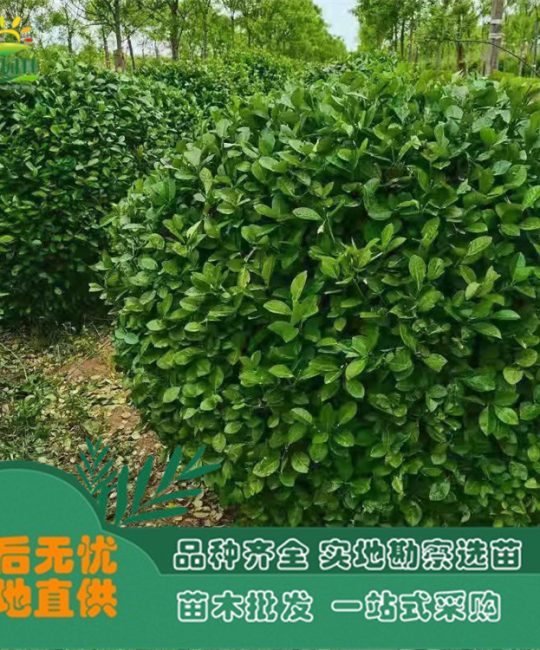 诚品苗圃一级桃叶卫矛 3cm地径常绿绿篱苗木