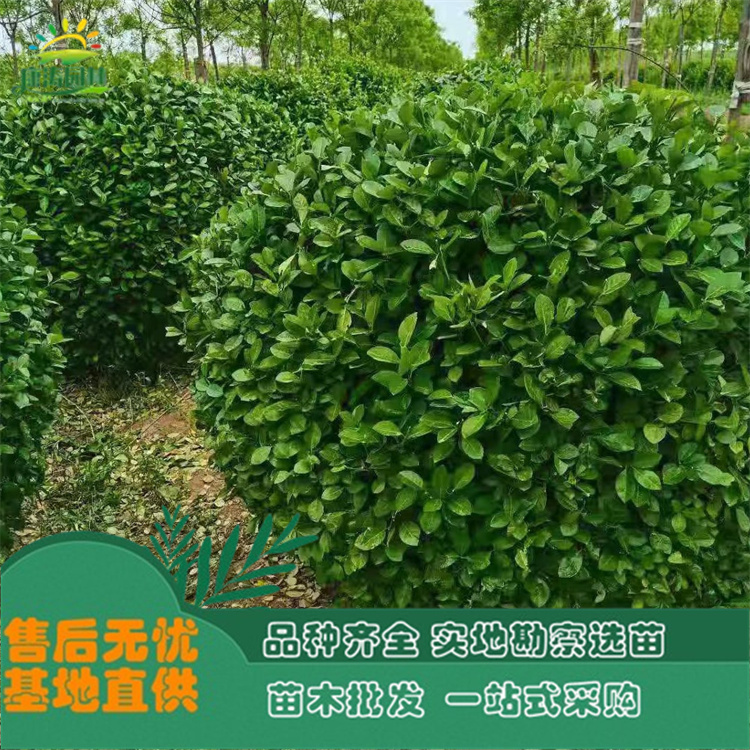 诚品苗圃一级桃叶卫矛 3cm地径常绿绿篱苗木