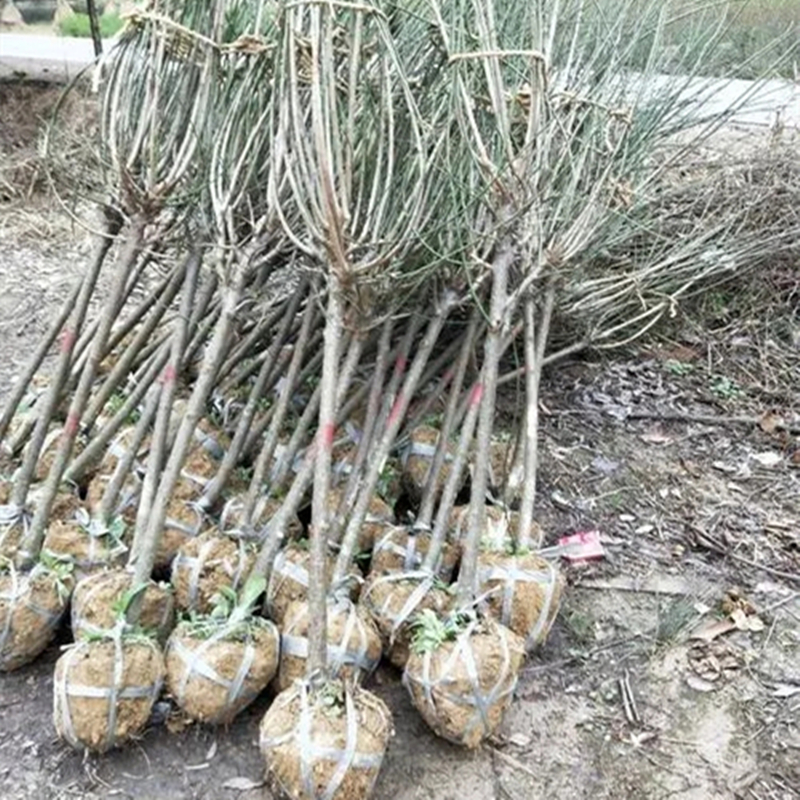 宫粉梅红梅花色鲜艳庭院绿化绿篱公园行道景区造景树种 5 宫粉梅红梅花色鲜艳庭院绿化绿篱公园行道景区造景树种